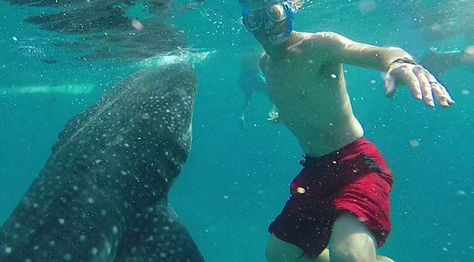 Thad with a whale shark