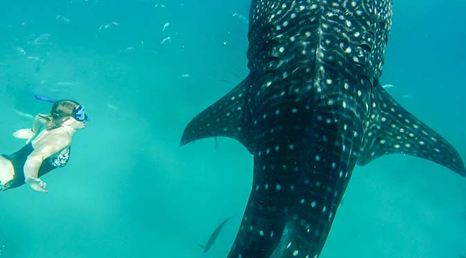 laura swimming with whale sharks