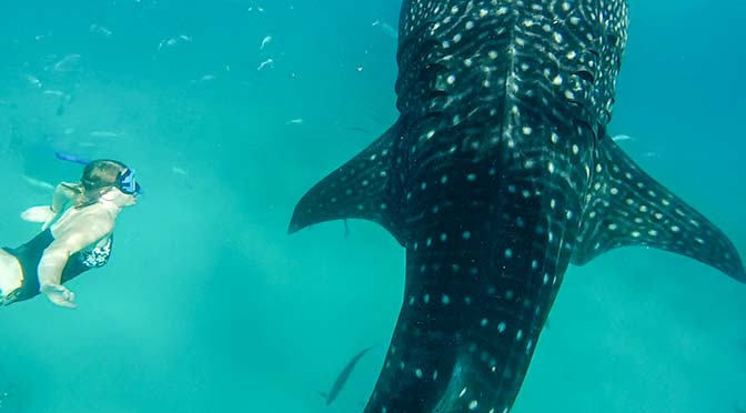 [VIDEO] whale sharks of oslob