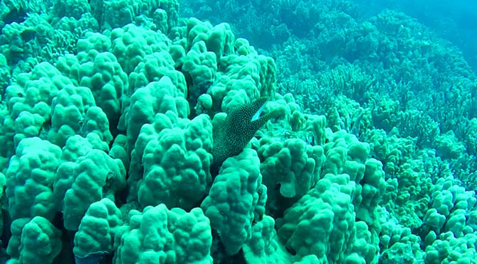 moray eel in kona