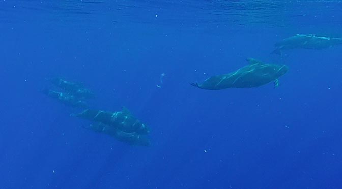 pilot whales in kona hawaii