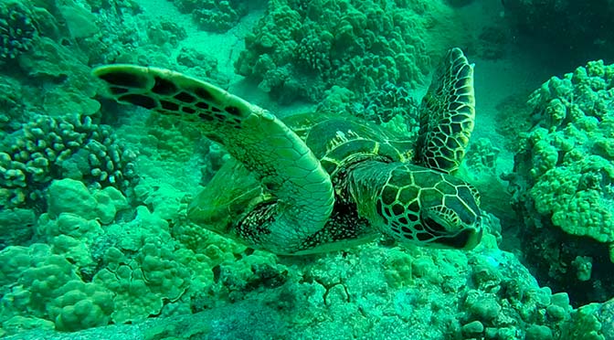 sea turtle in kona