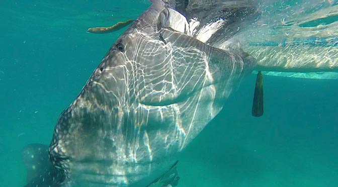 whale shark eating