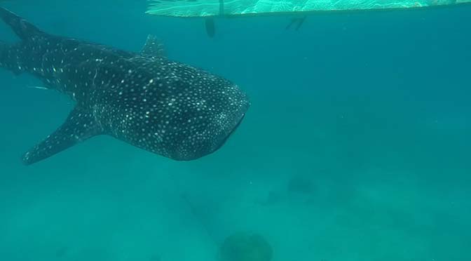 whale shark in oslob philippines